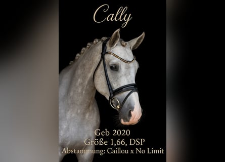 Caballo alemán, Caballo castrado, 5 años, 166 cm, Tordo