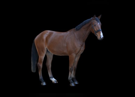 Caballo alemán, Caballo castrado, 5 años, 168 cm, Castaño