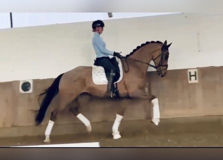 Caballo alemán, Caballo castrado, 5 años, 170 cm, Alazán-tostado