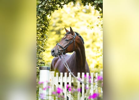 Caballo alemán, Caballo castrado, 5 años, 170 cm, Castaño