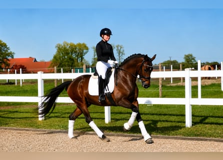 Caballo alemán, Caballo castrado, 6 años, 168 cm, Castaño