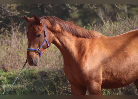 Caballo alemán, Caballo castrado, 6 años, 170 cm, Alazán