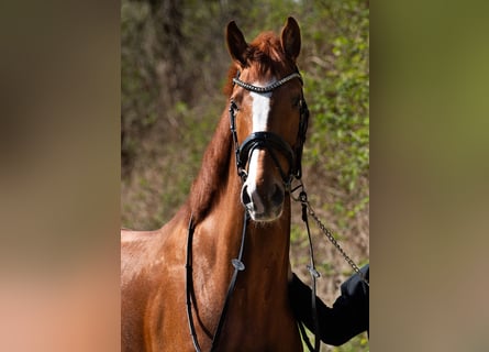 Caballo alemán, Caballo castrado, 6 años, 170 cm, Alazán