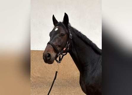 Caballo alemán, Caballo castrado, 7 años, 170 cm, Castaño oscuro