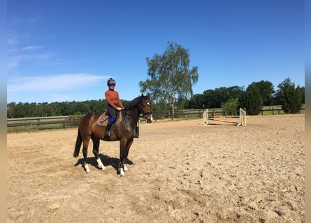 Caballo alemán, Caballo castrado, 8 años, 164 cm, Castaño oscuro