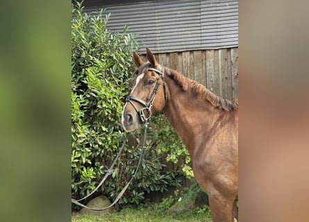 Caballo alemán, Caballo castrado, 9 años, 166 cm, Alazán-tostado