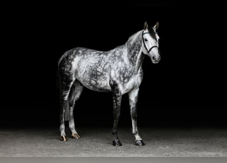 Caballo alemán, Caballo castrado, 9 años, 168 cm, Tordo rodado