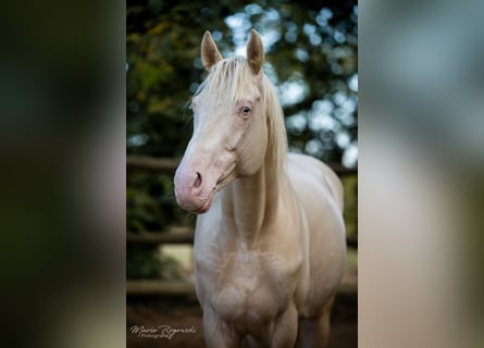 Caballo alemán, Semental, 15 años, 160 cm, Cremello
