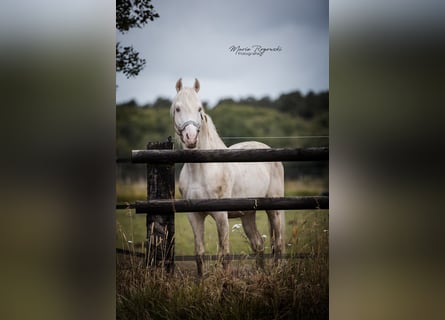 Caballo alemán, Semental, 16 años, 162 cm, Cremello