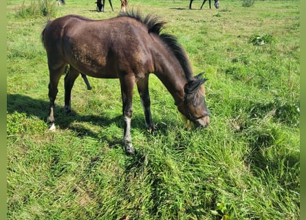 Caballo alemán, Semental, 1 año, 142 cm, Castaño oscuro