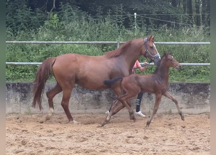 Caballo alemán, Semental, 1 año, 168 cm, Castaño