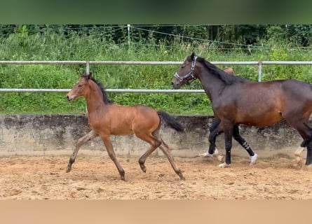 Caballo alemán, Semental, 1 año, 168 cm, Castaño