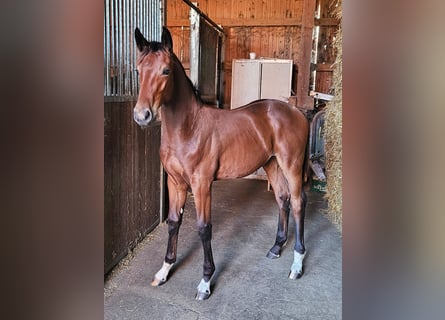 Caballo alemán, Semental, 1 año, 169 cm