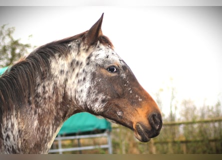 Caballo alemán, Semental, 1 año, 170 cm, Atigrado/Moteado