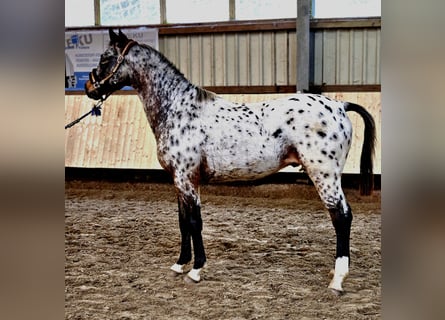 Caballo alemán, Semental, 1 año, 170 cm, Atigrado/Moteado