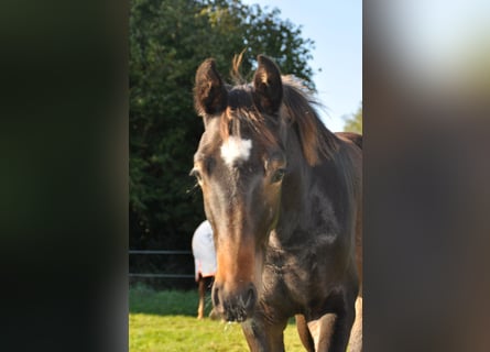 Caballo alemán, Semental, 1 año, 170 cm, Castaño