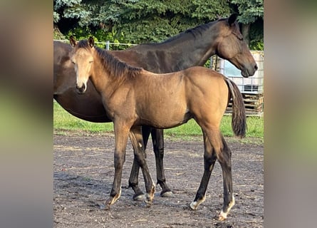Caballo alemán, Semental, 1 año, 175 cm, Buckskin/Bayo