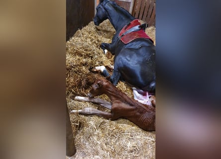 Caballo alemán, Semental, 1 año