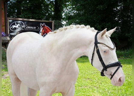 Caballo alemán, Semental, 1 año