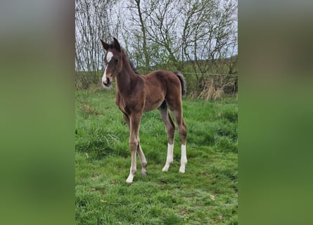 Caballo alemán, Semental, 1 año, Castaño