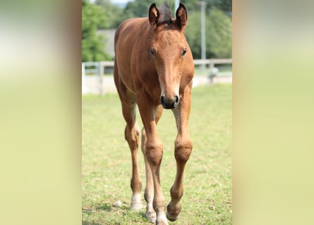 Caballo alemán, Semental, 1 año, Castaño