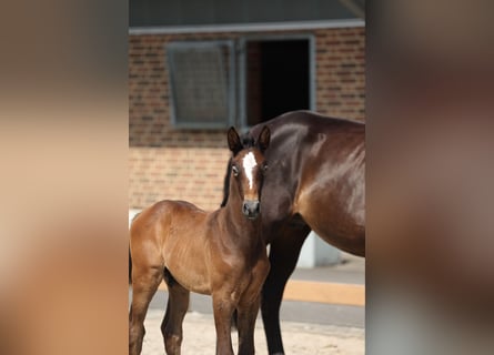 Caballo alemán, Semental, 1 año, Tordillo negro