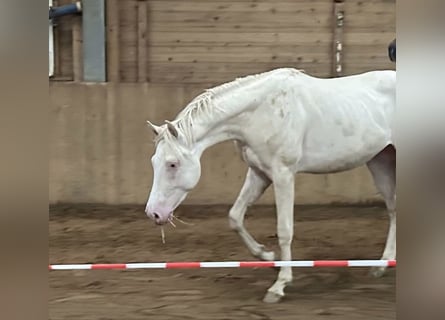 Caballo alemán, Semental, 2 años, 156 cm, Cremello