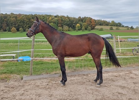 Caballo alemán, Semental, 2 años, 162 cm, Castaño oscuro