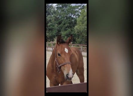 Caballo alemán, Semental, 2 años, 175 cm, Castaño