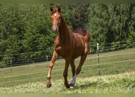 Caballo alemán, Semental, 2 años, Alazán
