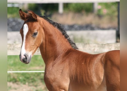 Caballo alemán, Semental, 2 años, Castaño