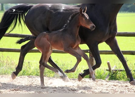 Caballo alemán, Semental, 2 años, Castaño oscuro