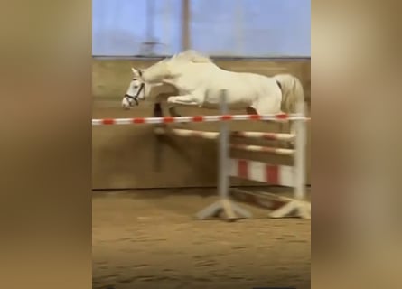 Caballo alemán, Semental, 3 años, 158 cm, Cremello