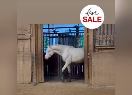 Caballo alemán, Semental, 3 años, 163 cm, Cremello