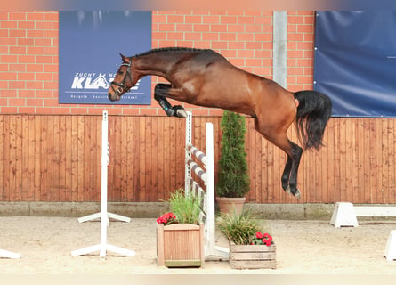 Caballo alemán, Semental, 3 años, 166 cm, Castaño oscuro