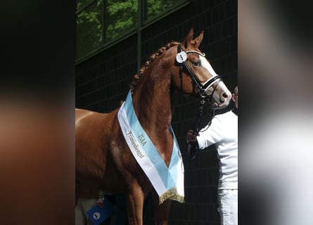 Caballo alemán, Semental, 3 años, 167 cm