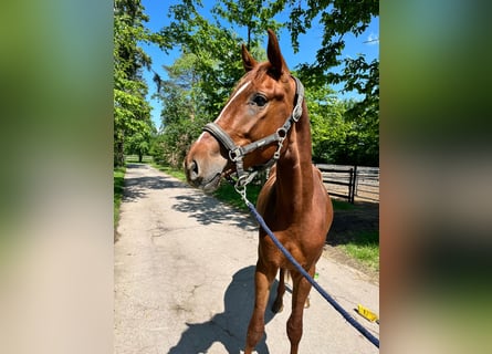 Caballo alemán, Semental, 3 años, 170 cm, Alazán