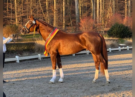 Caballo alemán, Semental, 3 años, 170 cm, Alazán-tostado