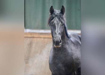 Caballo alemán, Semental, 3 años, 171 cm, Negro