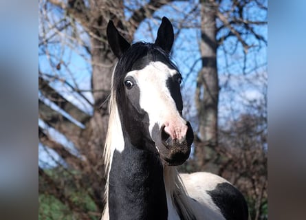 Caballo alemán, Semental, 4 años, 171 cm, Tobiano-todas las-capas