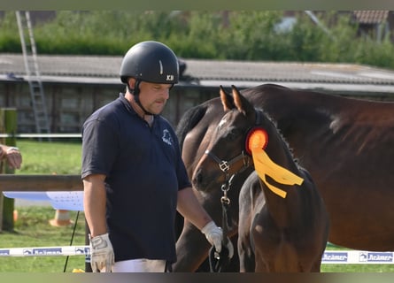 Caballo alemán, Semental, Potro (06/2024), 167 cm, Castaño oscuro