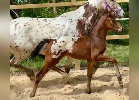 Caballo alemán, Semental, Potro (03/2024), 168 cm, Atigrado/Moteado