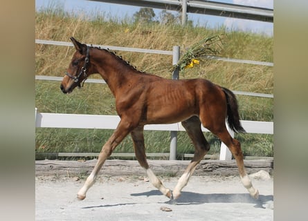 Caballo alemán, Semental, Potro (05/2024), 168 cm, Castaño