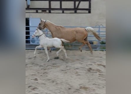 Caballo alemán, Semental, Potro (04/2026), 168 cm, Cremello