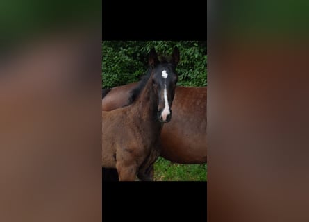 Caballo alemán, Semental, Potro (04/2024), Castaño oscuro