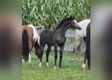 Caballo alemán, Semental, Potro (04/2024), Castaño oscuro