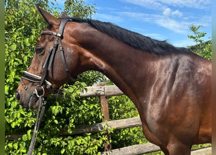 Caballo alemán, Yegua, 11 años, 160 cm, Castaño oscuro