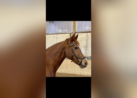 Caballo alemán, Yegua, 11 años, 161 cm, Alazán