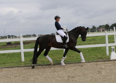 Caballo alemán, Yegua, 12 años, 170 cm, Castaño oscuro