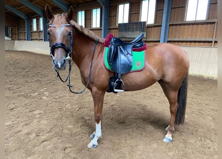 Caballo alemán Mestizo, Yegua, 15 años, 151 cm, Alazán